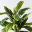 Cordyline Plant (Set of 6)