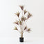 Dracaena Plant (Set of 2 )