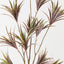 Dracaena Plant (Set of 2 )