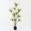 Dracaena Plant (Set of 2 )