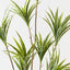 Dracaena Plant (Set of 2 )