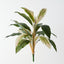 Cordyline Plant (Set of 6)