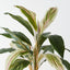 Cordyline Plant (Set of 6)
