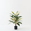Cordyline Plant (Set of 2 )