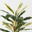 Cordyline Plant (Set of 2 )