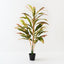 Cordyline Plant (Set of 2 )