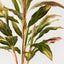 Cordyline Plant (Set of 2 )