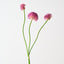Allium Bundle (Set of 12)