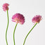 Allium Bundle (Set of 12)