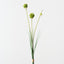 Allium Grass Bundle (Set of 12)