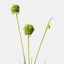 Allium Grass Bundle (Set of 12)