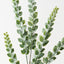 Knife Leaf Spray (Set of 12)