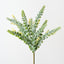 Knife Leaf Wattle Bush (Set of 12)