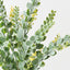 Knife Leaf Wattle Bush (Set of 12)