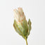 Queen Protea (Set of 12)