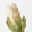 Queen Protea (Set of 12)