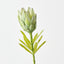Queen Protea (Set of 12)