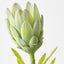 Queen Protea (Set of 12)