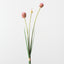 Allium Grass Bundle (Set of 12)
