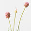 Allium Grass Bundle (Set of 12)