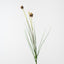 Allium Grass Spray (Set of 12)