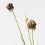 Allium Grass Spray (Set of 12)