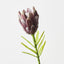 Queen Protea (Set of 12)