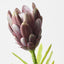 Queen Protea (Set of 12)