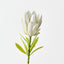 Queen Protea (Set of 12)