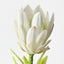 Queen Protea (Set of 12)