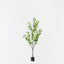 Gingko Tree