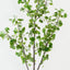 Gingko Tree