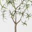 Bottle Tree