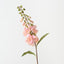 Foxglove (Set of 12)