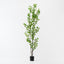 Gingko Tree