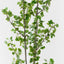 Gingko Tree