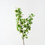 Gingko Leaf Spray (Set of 6 )