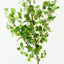 Gingko Leaf Spray (Set of 6 )