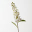 Foxglove (Set of 12)