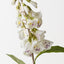 Foxglove (Set of 12)