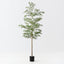 Black Olive Tree