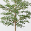 Black Olive Tree