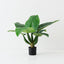 Curcuma Plant (Set of 2 )