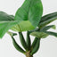 Curcuma Plant (Set of 2 )