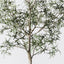Bottle Tree