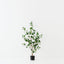 Triangular Ficus Tree (Set of 2 )
