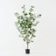Triangular Ficus Tree (Set of 2 )