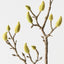 Magnolia Bud Spray (Set of 12)