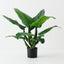 Curcuma Plant (Set of 2 )