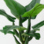 Curcuma Plant (Set of 2 )